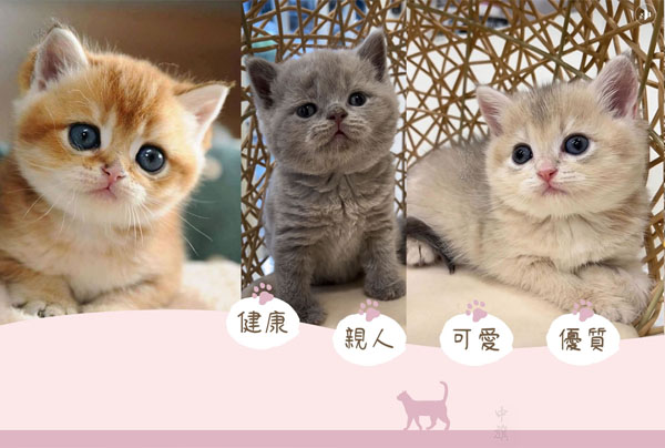 我們可愛吧？快來領養(yǎng)吧！